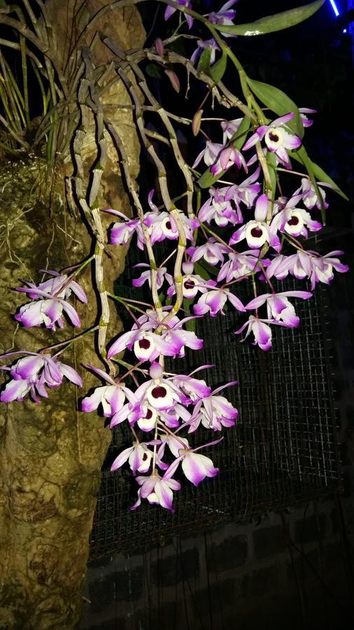 Homestay Lan Rung Nghia Lo 外观 照片